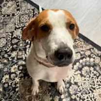 Thumbnail photo of Boomer #2
