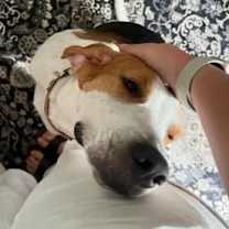 Thumbnail photo of Boomer #3