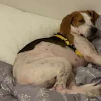 Thumbnail photo of Boomer #4