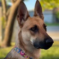 Thumbnail photo of Ember #1