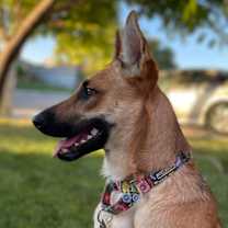 Thumbnail photo of Ember #3