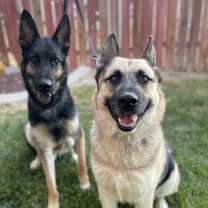 Thumbnail photo of Bear (with Chico) #3