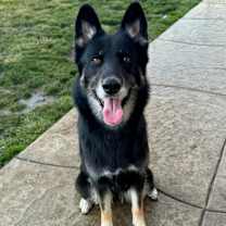 Thumbnail photo of Rue #3