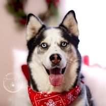 Thumbnail photo of Ares #1
