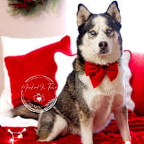 Thumbnail photo of Ares #2