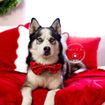 Thumbnail photo of Ares #3