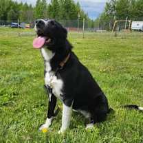 Thumbnail photo of Bella #1