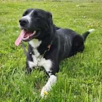 Thumbnail photo of Bella #2