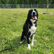 Thumbnail photo of Bella #3