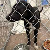 Thumbnail photo of Roo #2