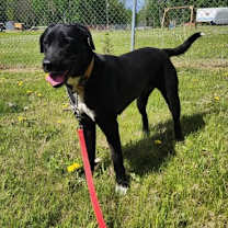 Thumbnail photo of Roo #3