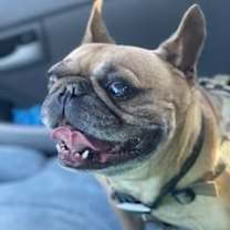 Thumbnail photo of Buddy #2