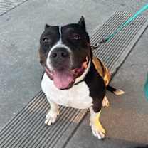 Thumbnail photo of Athena (URGENT) #2