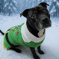 Thumbnail photo of Buddy Boy #1