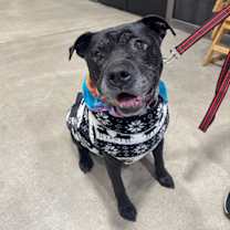 Thumbnail photo of Buddy Boy #2