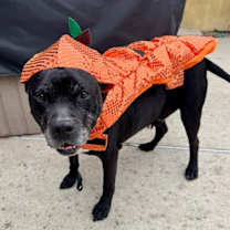 Thumbnail photo of Buddy Boy #3