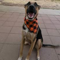 Thumbnail photo of Bolt #2