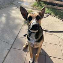 Thumbnail photo of Bolt #4