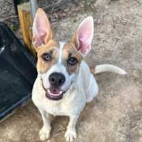 Thumbnail photo of Penny #1