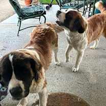 Thumbnail photo of Lily & Maggie #3