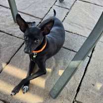 adopt-pet