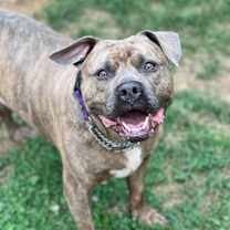 Thumbnail photo of Brock #1