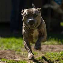 Thumbnail photo of Brock #2