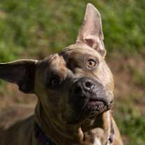 Thumbnail photo of Brock #3