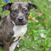 Thumbnail photo of Thea #1