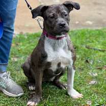 Thumbnail photo of Thea #3