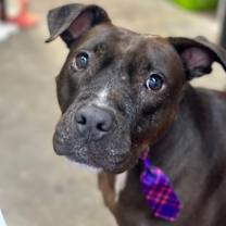 Thumbnail photo of Sparrow #2