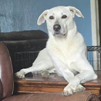 Thumbnail photo of Ollie #1