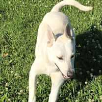 Thumbnail photo of Ollie #2