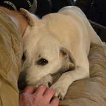 Thumbnail photo of Ollie #3