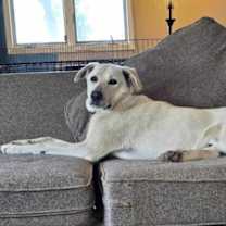 Thumbnail photo of Ollie #4