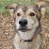 Thumbnail photo of Thor #2