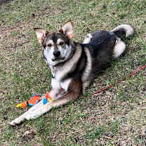 Thumbnail photo of Thor #4