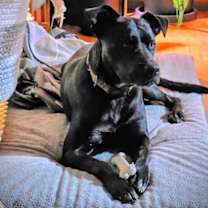 Thumbnail photo of Duke #1