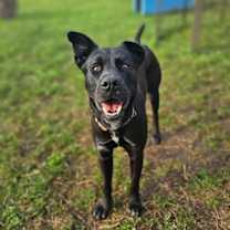 Thumbnail photo of Duke #2