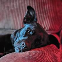 Thumbnail photo of Duke #3