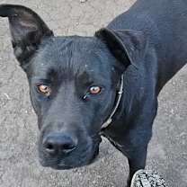 Thumbnail photo of Duke #4