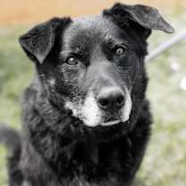 Thumbnail photo of Bear #1