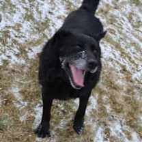 Thumbnail photo of Bear #3