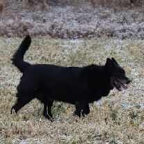 Thumbnail photo of Bear #4