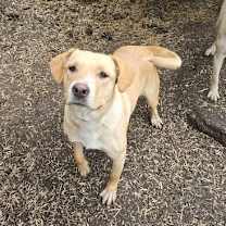 Thumbnail photo of Biscuit #3