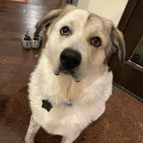 Thumbnail photo of Champ ATX #3