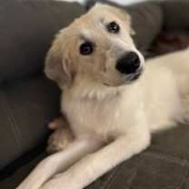 Thumbnail photo of Puddle HTX #3