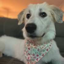 Thumbnail photo of Puddle HTX #4