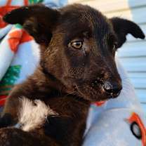 Thumbnail photo of Bravo #1