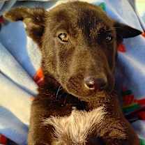 Thumbnail photo of Charlie #2